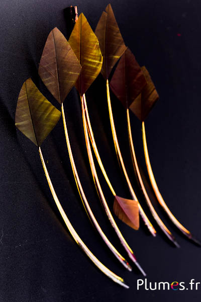 Cygne flèche - 20-30 cm - or aztèque-kaki